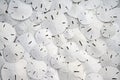 Looking down on a vast array of white sand dollars Royalty Free Stock Photo