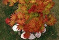 Looking down at the vibrant red, orange and yellow leaves of a small Autumn Moon Japanese maple tree Royalty Free Stock Photo