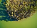 Vivid green river and trees. Royalty Free Stock Photo