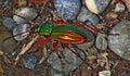 A colorful Beetle crossing a small forest path