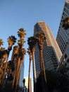 Looking at Downtown LA Buildings and Palm trees Royalty Free Stock Photo