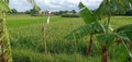 White Plastic to Repel Rice-Eating Birds