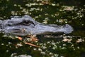 Looking in the Eyes of an Alligator Royalty Free Stock Photo