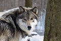 Looking into the eyes of a Timber wolf