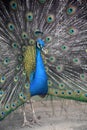 Looking Into the Face of a Blue Peacock Royalty Free Stock Photo
