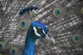 Looking into the Face of a Blue Peacock Royalty Free Stock Photo