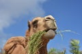 Looking into the Face of a Chewing Camel Royalty Free Stock Photo