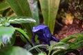 Looking into the Face of a Cobalt Blue Poison Dart Frog Royalty Free Stock Photo