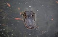 Looking Into the Face of a Gator in the Bayou