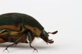 Green June Beetle (Cotinis nitida) Royalty Free Stock Photo