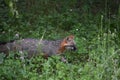 Creeping and Prowling Grey Fox in the Wild Royalty Free Stock Photo