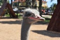 Looking Into the Face of a Large Ostrich