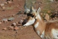 Looking into the Face of a Pronghorn Antelope Royalty Free Stock Photo