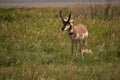 Looking into the Face of a Pronghorn Royalty Free Stock Photo