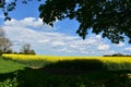 Looking at a Field of Rapeseed From the Shade of a Tree Royalty Free Stock Photo