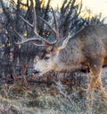 A big senior mule buck deer with a huge rack of antlers in the scrub oak Royalty Free Stock Photo