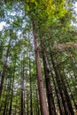 Looking Into Forest Canopy tall plant tree