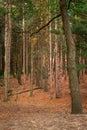 Looking through the forest at Provin Trail Royalty Free Stock Photo