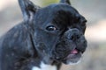 Looking french bulldog