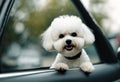 Looking Frise out car window Bichon Royalty Free Stock Photo