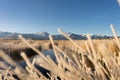 Looking through the frost coated grass in Owen`s Valley California