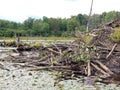 Looking Glass Pond beaver dam