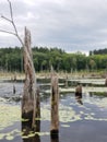 Looking Glass Pond drift wood