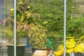 Looking through glass wall of a green house.. Royalty Free Stock Photo