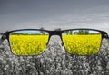 Looking through glasses to colorful nature landscape with blue sky and yellow field