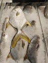 looking on the golden pomfret fishes on ice cube. Royalty Free Stock Photo