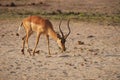 Looking for grass (Aepyceros melampus) Royalty Free Stock Photo