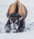 Looking for grass, Yellowstone buffalo digs in deep snow with hi