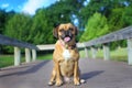 Puggle at the dock