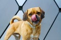 Puggle with tongue out