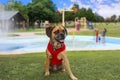 Puggle at the playground