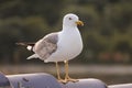 Looking of healthy,fat and strong seagull hovering on the roof Royalty Free Stock Photo