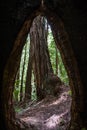 Looking through the hole left in a still living redwood tree by an old fire, Butano State Park, San Francisco bay area, California Royalty Free Stock Photo