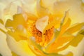 Looking inside beautiful Golden Medallion Rose Royalty Free Stock Photo