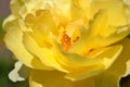 Looking inside beautiful Golden Medallion Rose Royalty Free Stock Photo