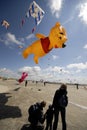 Looking at a kite