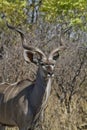 Looking kudu