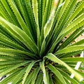 Looking Into Large Sotol Plant Royalty Free Stock Photo
