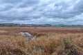 A giant footprint on castle Semple Marshes on the Loch at Lochwinnoch in Scotland