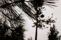 Looking through long ponderosa pine needles, trees out of focus in background Royalty Free Stock Photo