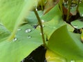 Looking into the lotus clump with water droplets scattered.