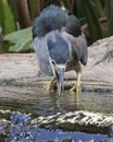 Looking For Lunch Royalty Free Stock Photo