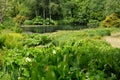 Looking through the lush vegitation down to the lake Royalty Free Stock Photo