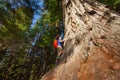 Looking man with backpack climbing on big tree Royalty Free Stock Photo