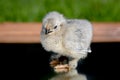 Looking in the mirror with 2 day old Lavender Pekin Bantam chickens Royalty Free Stock Photo