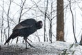 Eastern Wild Turkey Meleagris gallopavo silvestris hens in a wooded yard. Royalty Free Stock Photo